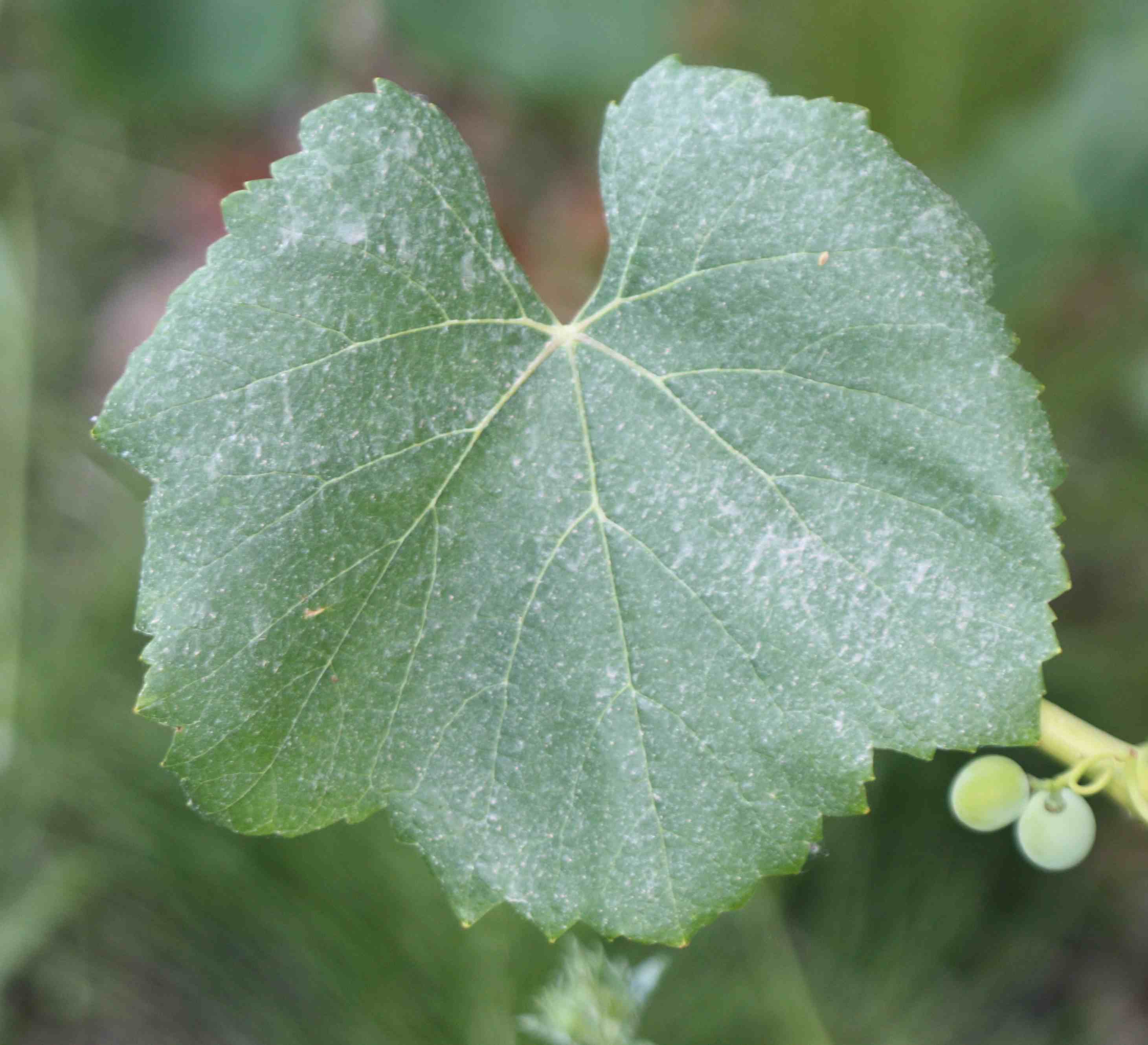 TRINCADEIRA DAS PRATAS B Imagem 1